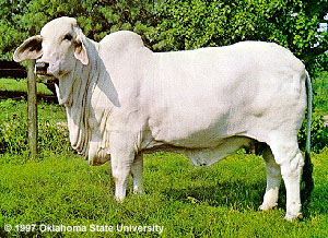 Brahman