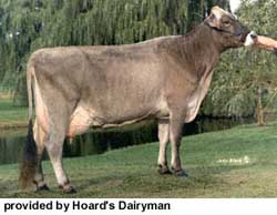 Brown Swiss