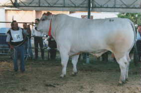 white cow