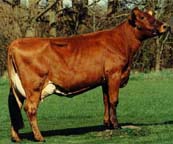 Danish Red