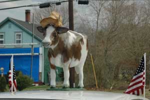 cow car