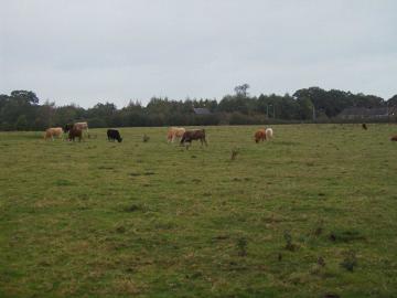 cows in field