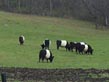 oreo cookie cows -- galloways