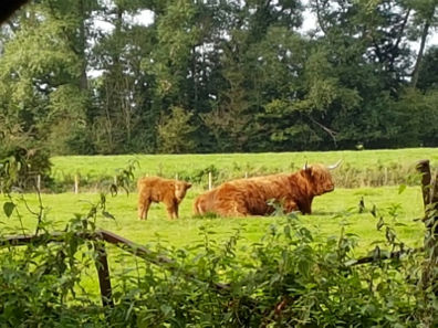 highland cow and calf