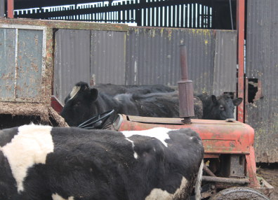 Cows and tractor