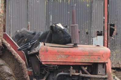 Cow and tractor