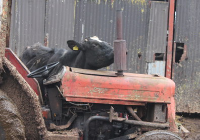 Cow and tractor exhaust