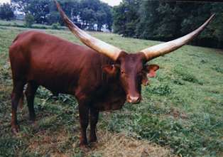 Watusi